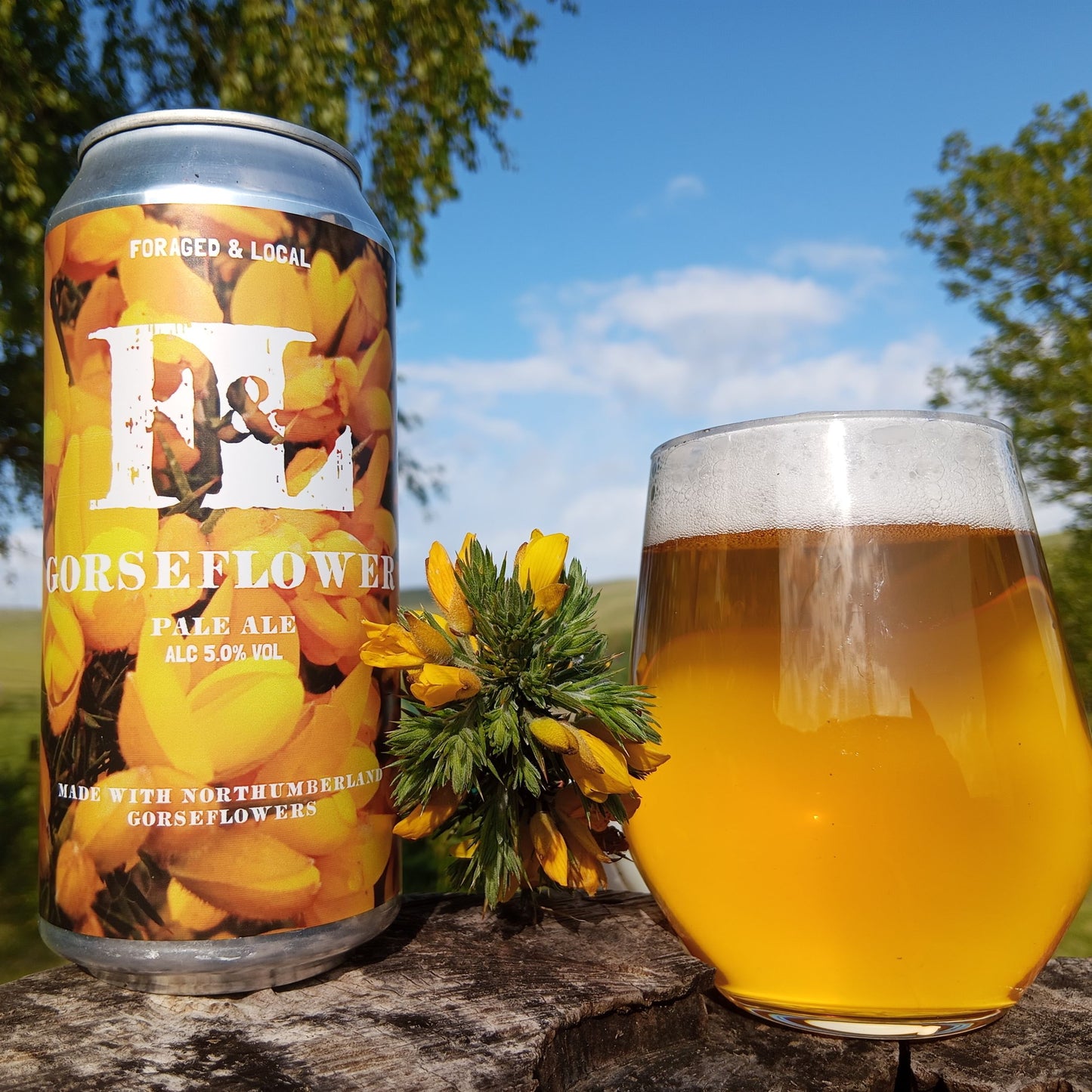 Gorseflower / Foraged Pale  (440ml cans)